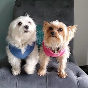 Meet your Posher, Shelly